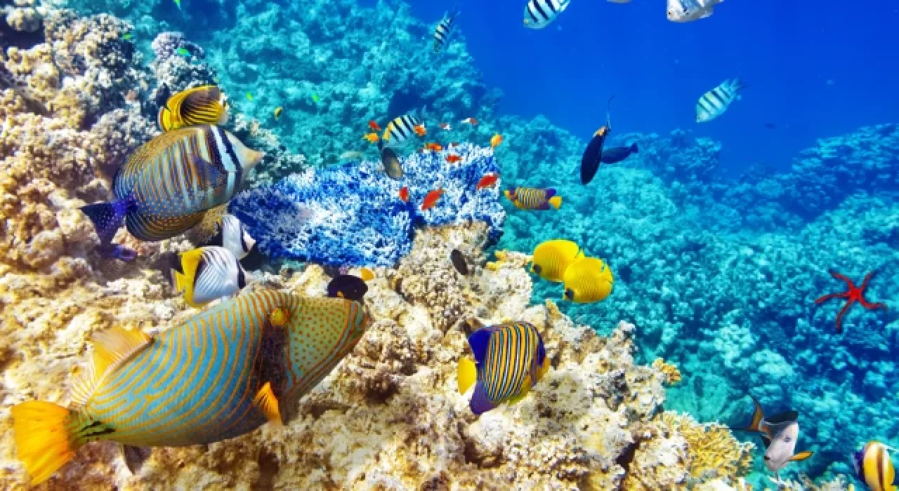 Biyoçeşitlilik Konferansı: Doğayı korumak için 'tarihi' anlaşma