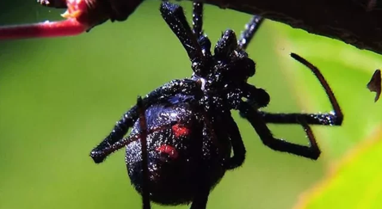 Türkiye'nin toksikoloji haritasında karadul vakalarında şaşırtan artış
