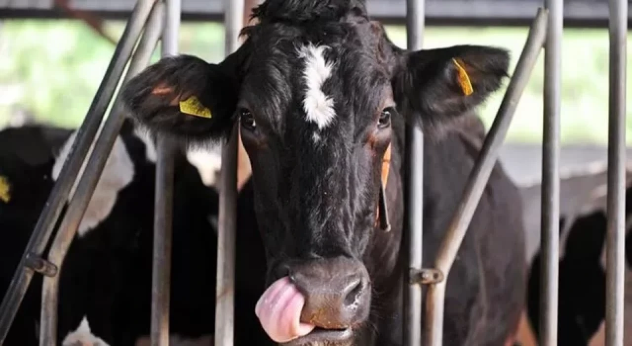 Canlı hayvan ithalatı yeniden başlıyor