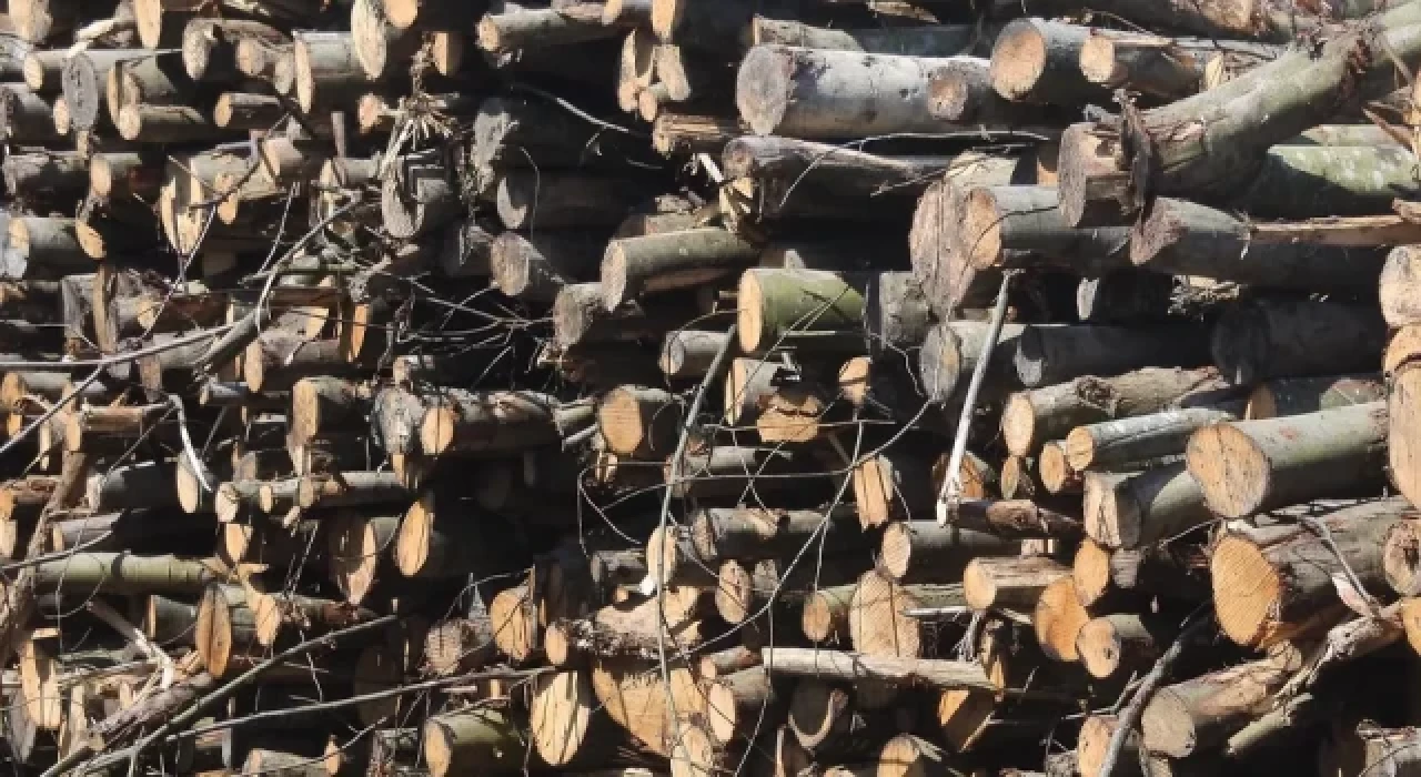 Finlandiya halkı yakacak odun stokluyor