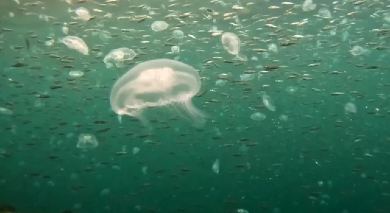 İstanbul Boğazı'nda denizanası istilası devam ediyor