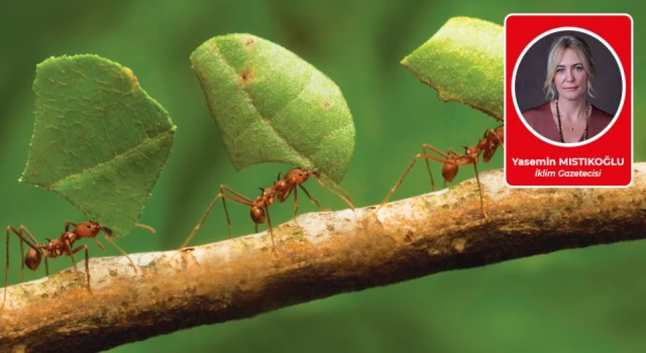 Karıncalar yok olursa!