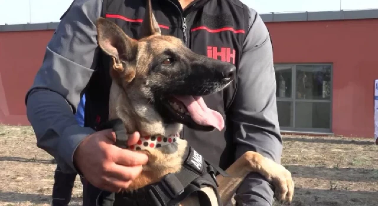 Bozo, Angel ve Patron isimli arama-kurtarma köpekleri 50 şahsın hayatını kurtardı