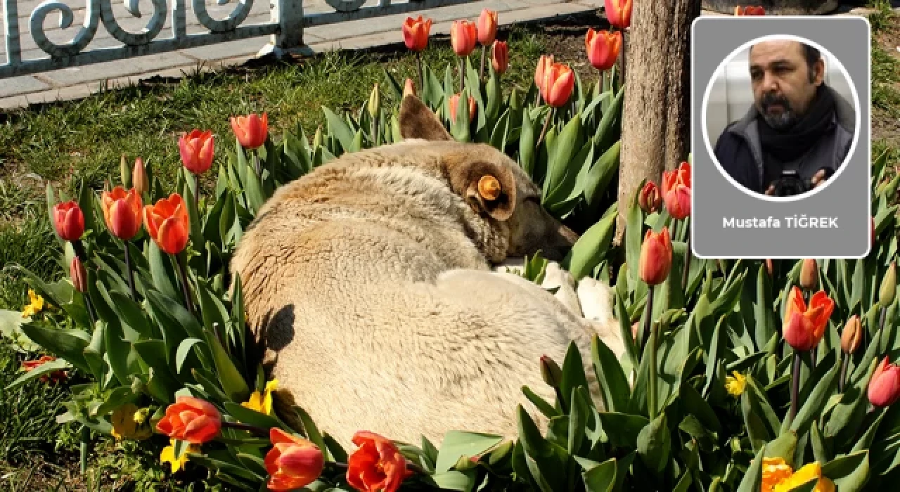 Saldırgan bir köpeğin geçmişinde mutlaka insan şiddeti vardır