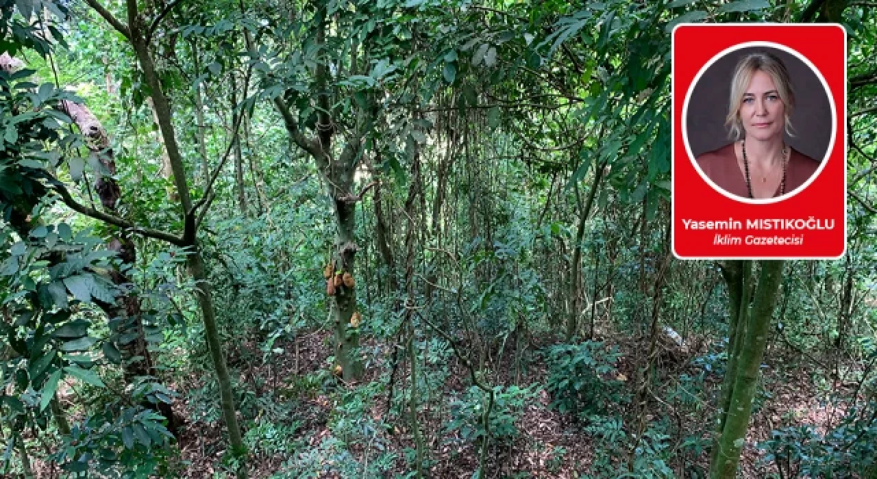 Uludağ’da birşeyler oluyor