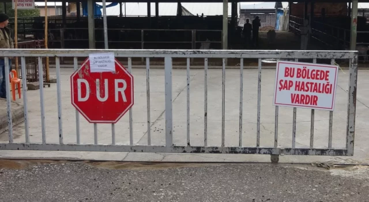 3 şehirde ‘şap’ alarmı: Tüm Türkiye’de izinler iptal edildi