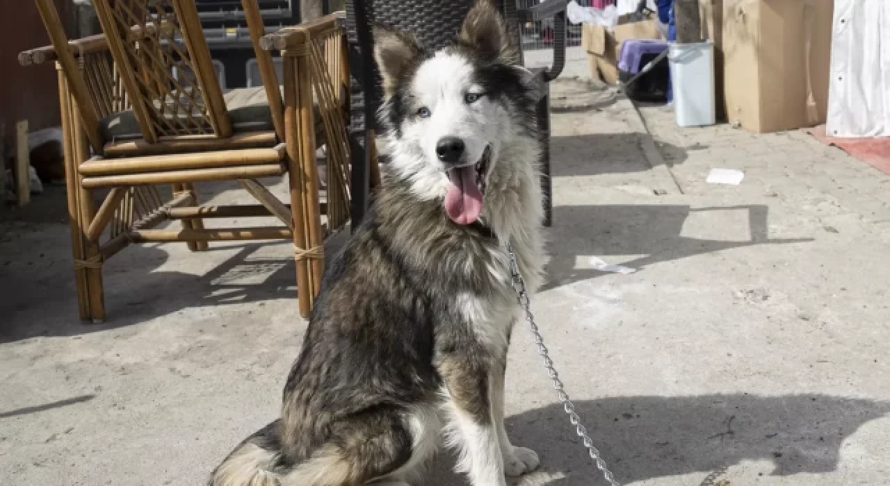 'Aleks' isimli köpek depremin 22. gününde enkazdan canlı kurtarıldı