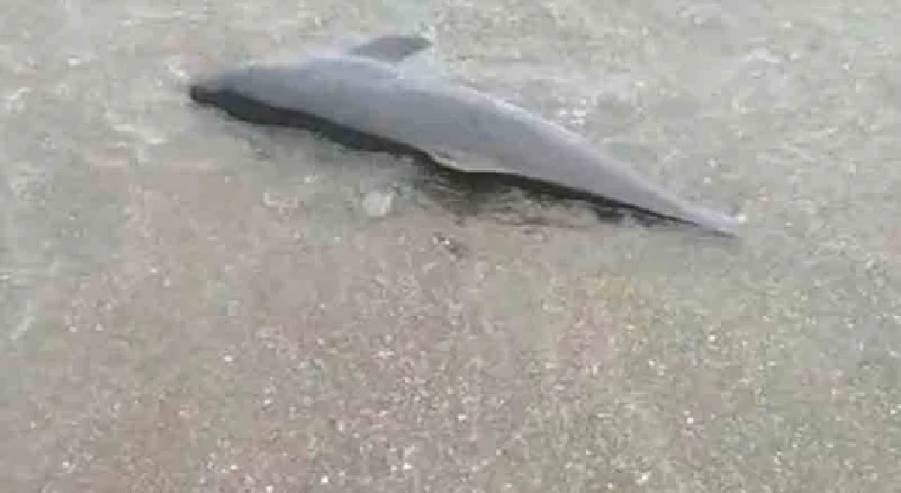 Sürmene’de sahile ölü yunus vurdu