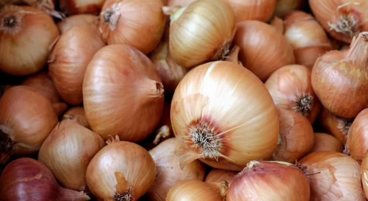 Soğanda hasat başladı: 'Kısa sürede kilosu 10 liranın altına düşer'