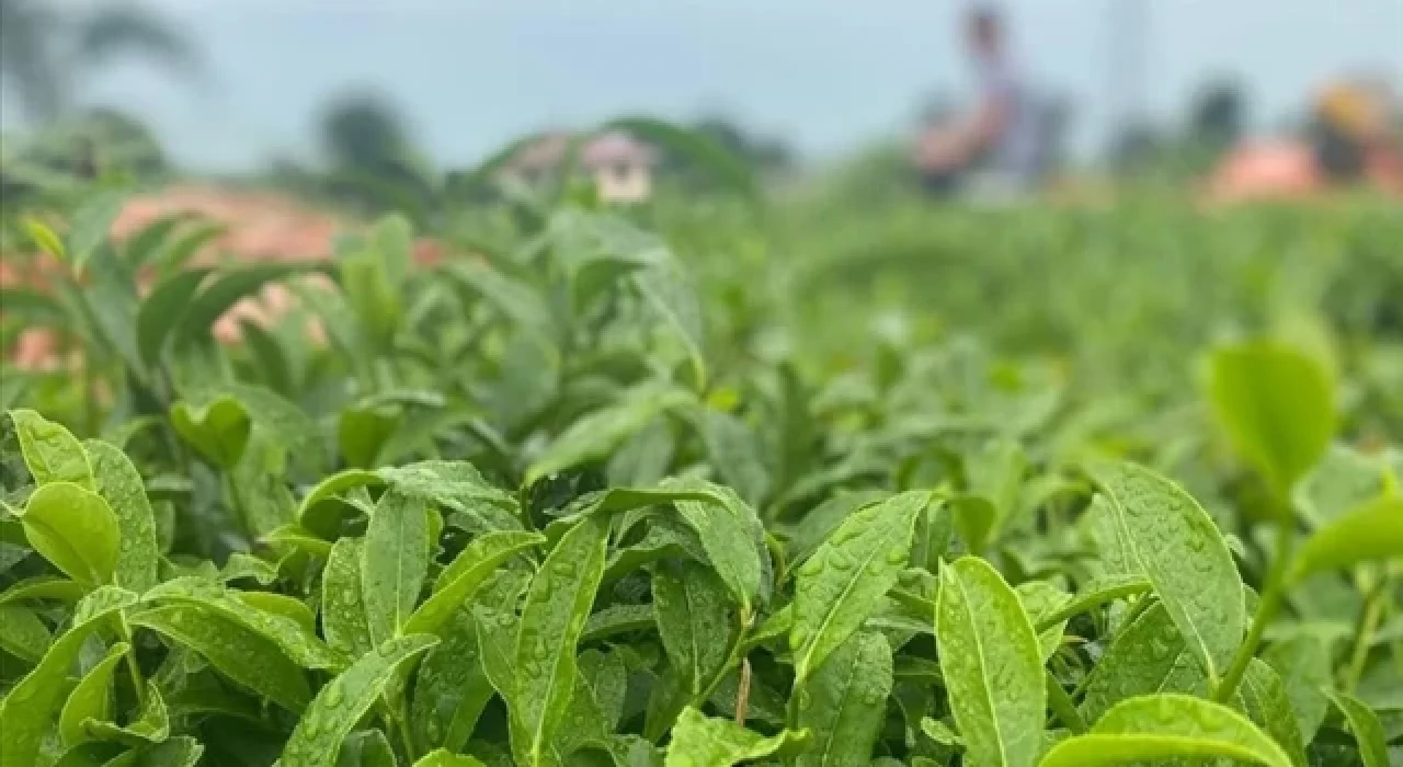 ÇAYKUR, 2023 yılı yaş çay sezonunu açtı