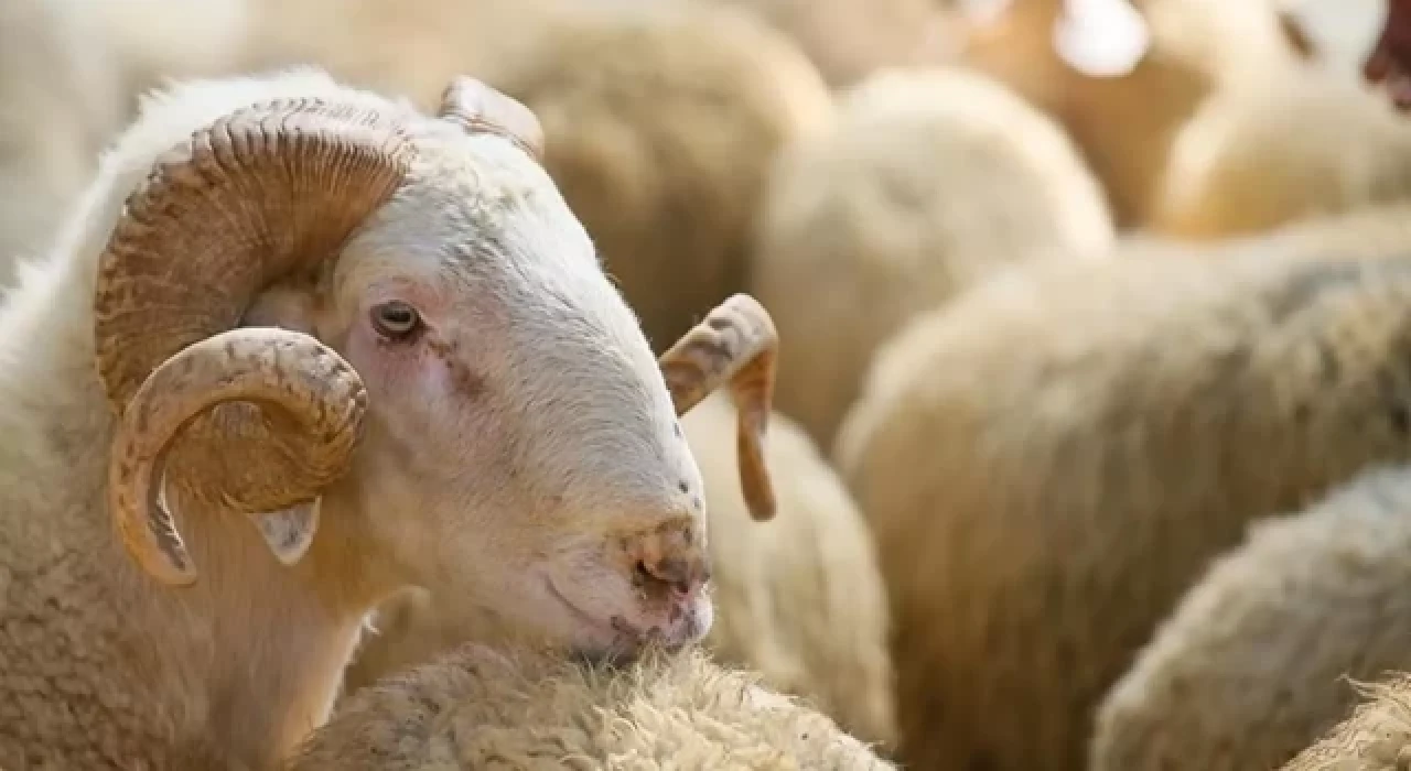 Türk Kızılay 2023 kurban vekalet bedellerini belirledi