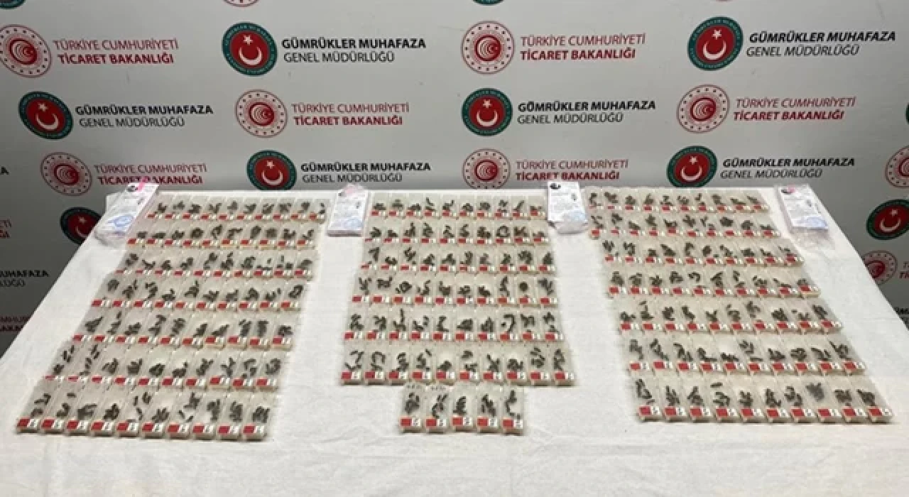 Sabiha Gökçen Havalimanı'nda karniyol cinsi 1240 canlı arı ele geçirildi