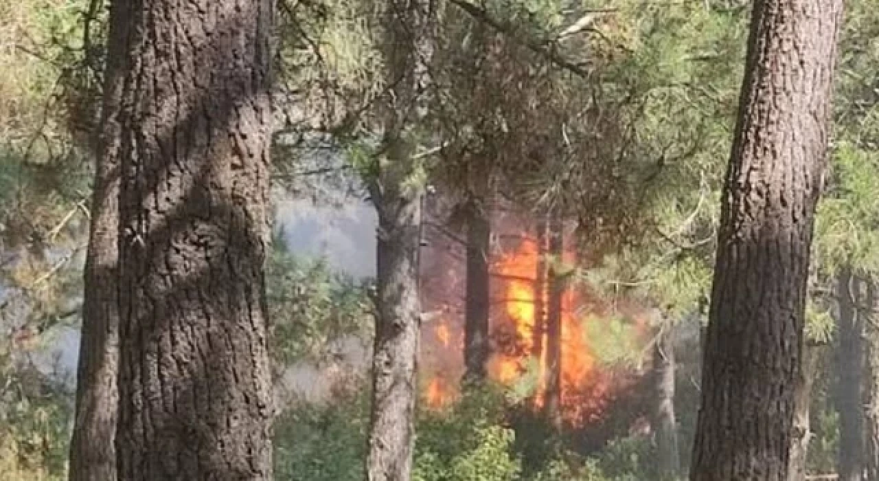 Sultangazi'de orman yangını