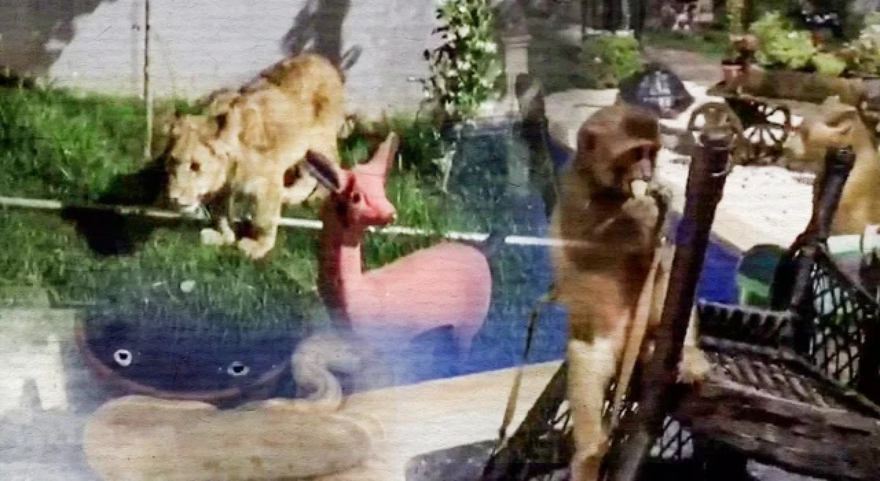 Tekirdağ'da bir villada piton yılanı, yavru aslan ve maymun ele geçirildi