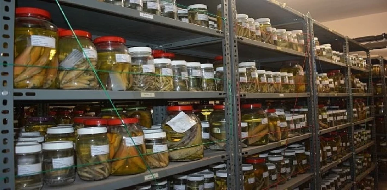 EÜ Su Ürünleri Fakültesi Bilimsel Materyal Koleksiyonu 4 binden fazla türü bünyesinde barındırıyor