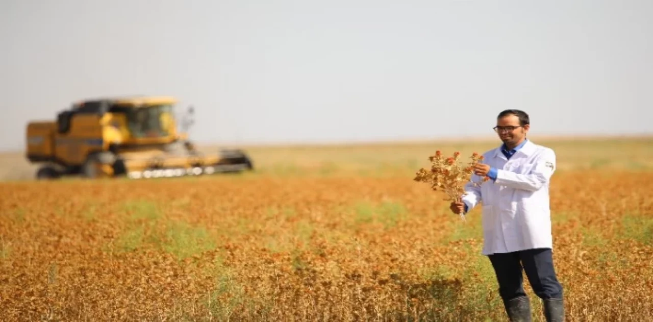 Konya’da susuz tarımla aspir hasadı