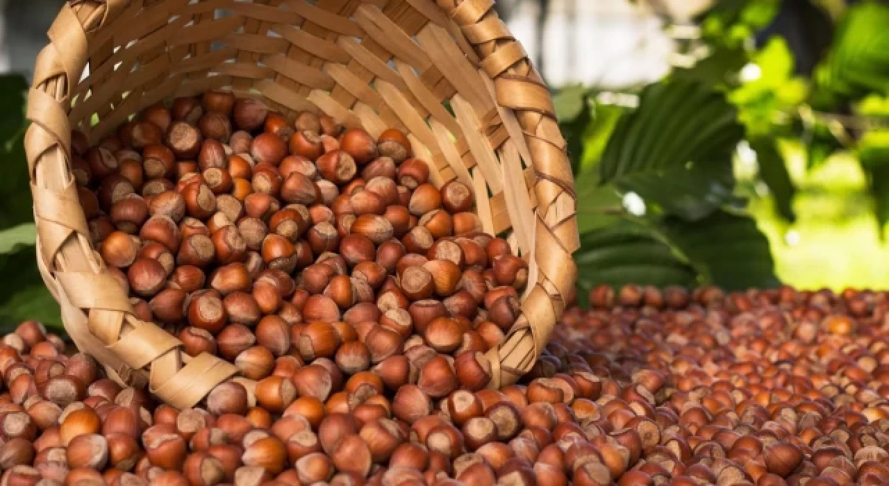 Fındık üretimindeki azalmanın sebebi belli oldu!