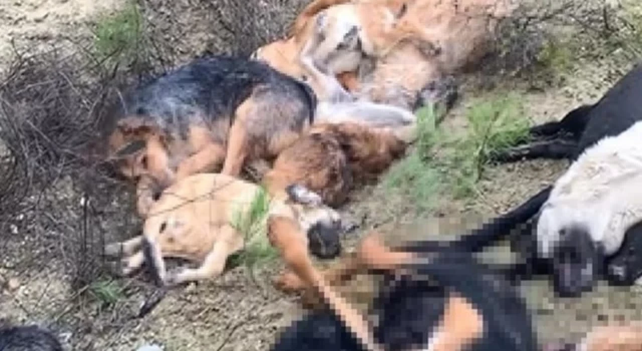 Bilecik'te köpek katliamı! 4 kişi gözaltına alındı
