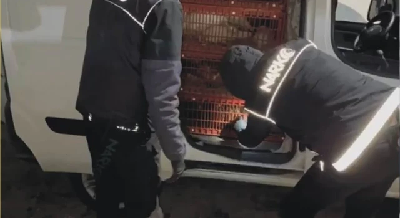 Canlı tavuk yüklü araçtan uyuşturucu çıktı: 2 gözaltı