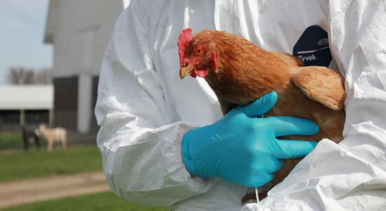 Fransa'da kuş gribi alarmı verildi