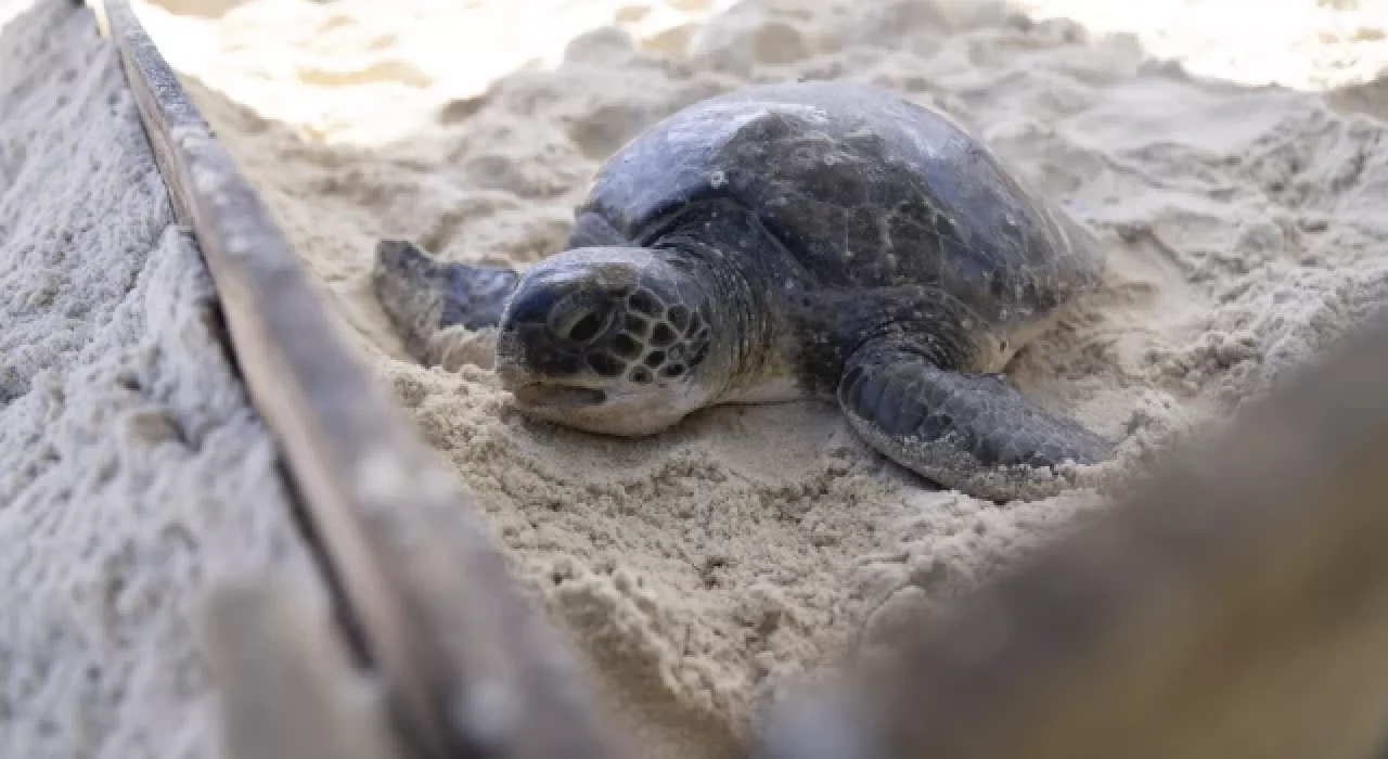 BM: Göçmen türlerin popülasyonu tehdit altında