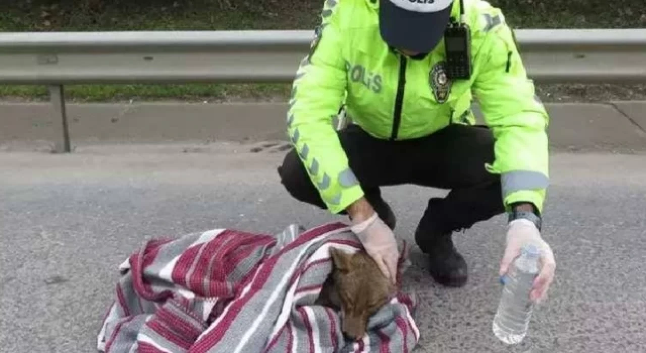 İstanbul ve Ankara'da vahşi hayanlar şehre indi