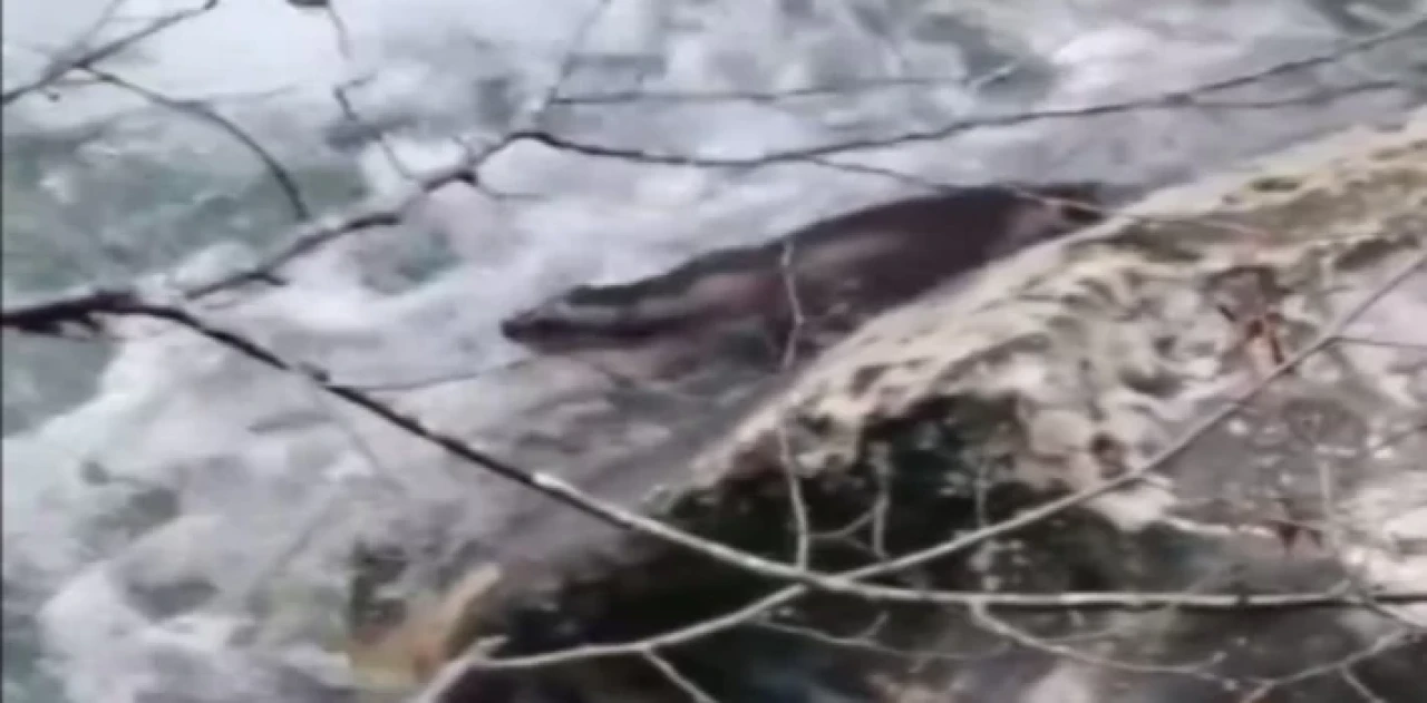 Kastamonu’da su samuru kayıt altına alındı