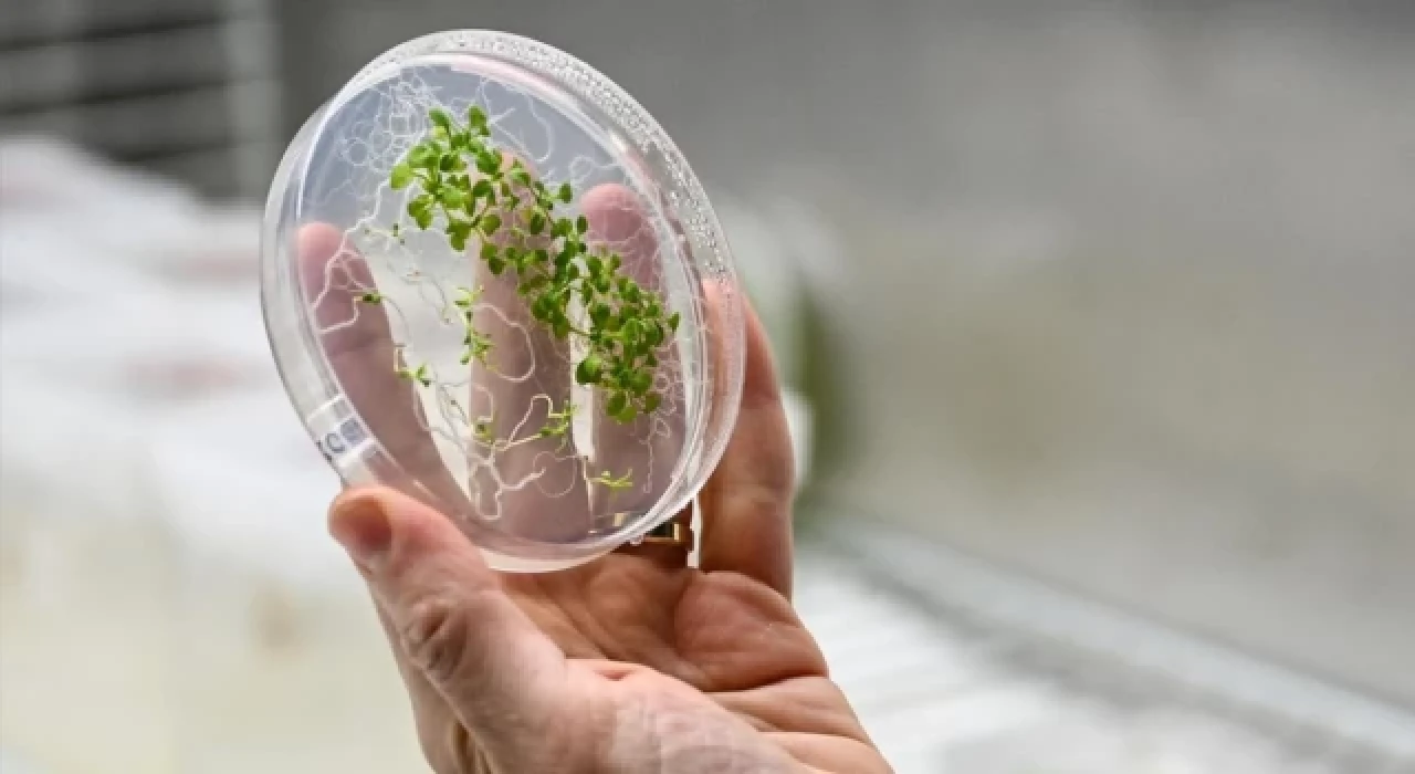 Uzaydaki "Extremophyte" deneyinin sonuçları belli oldu