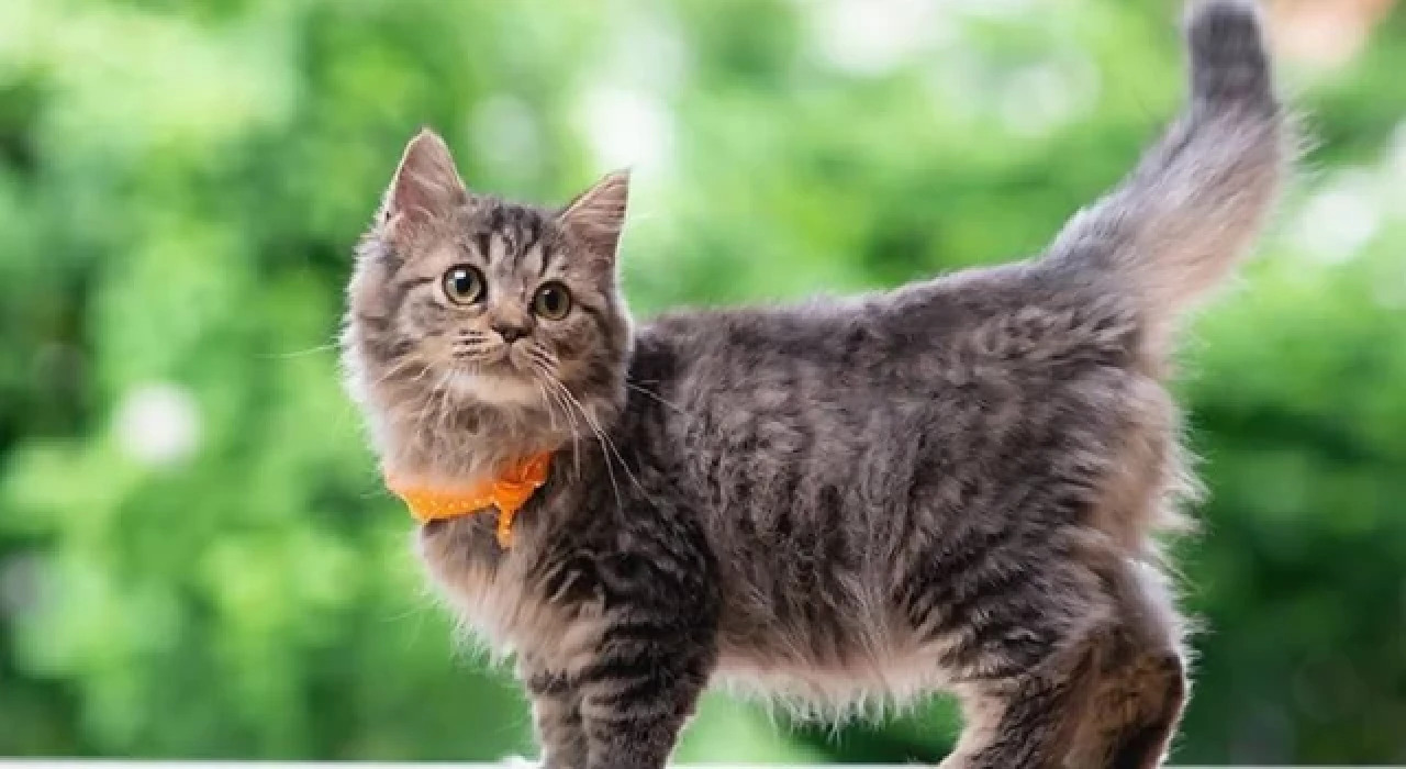 Güney Kore'de 76 kediyi katleden zanlıya 14 ay hapis cezası