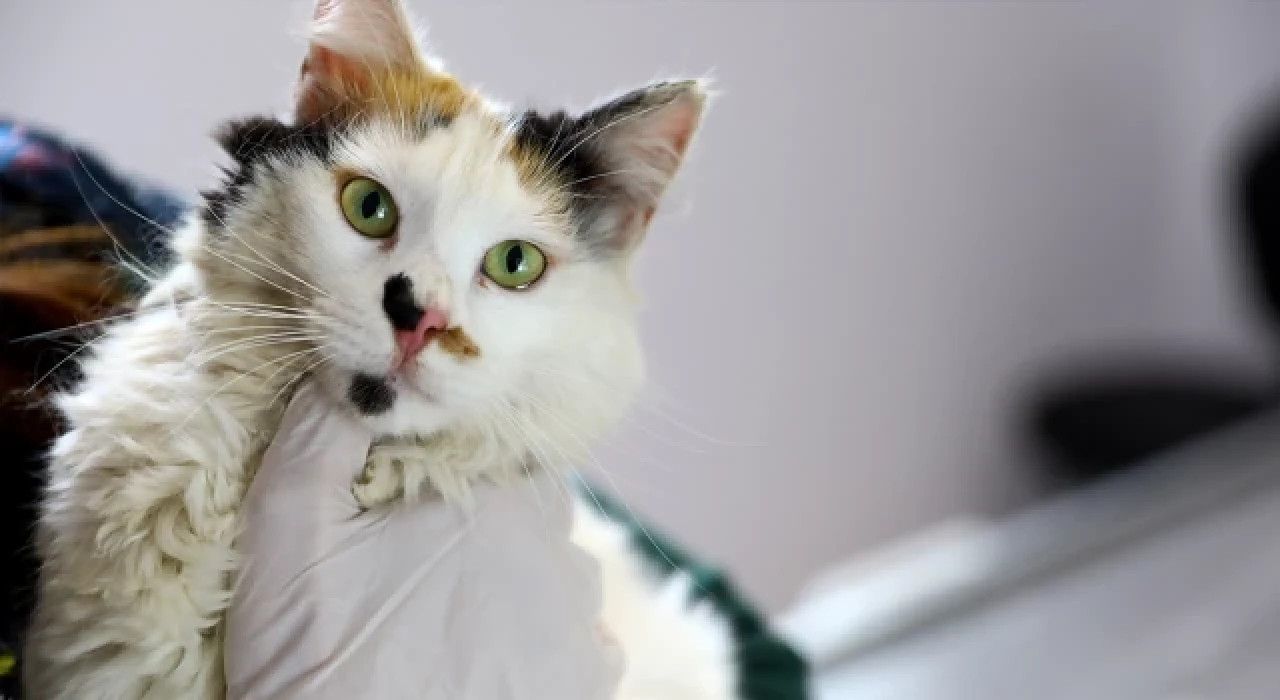 İstanbul Barosu’ndan sokak hayvanları için çağrı: Kısırlaştır, aşılat, yerinde yaşat!