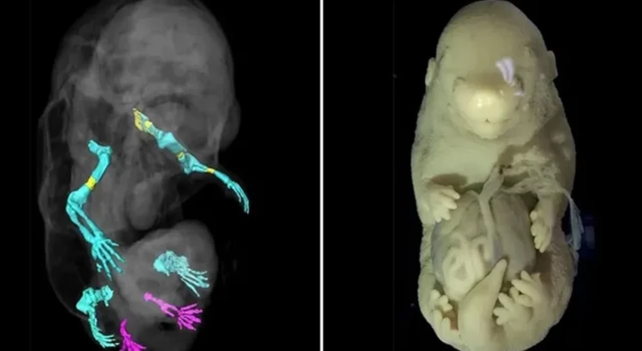Yanlışlıkla üretildi: Altı bacaklı ve cinsel organı yok
