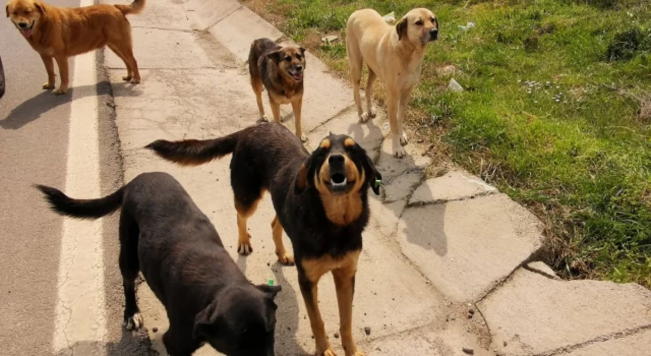 Bakan Yumaklı'dan sokak hayvanlarına ilişkin açıklama