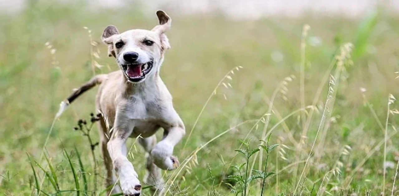 Antalya Büyükşehir Bakım Evi’nde  sokak hayvanları güvende