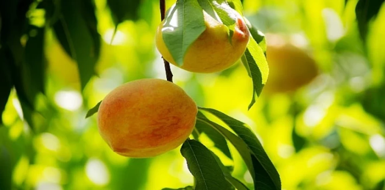 Şeftali ve nektarin ihracatı 250 milyon dolara koşuyor