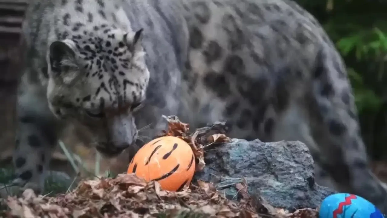 Şili Santiago Hayvanat Bahçesi'nde hayvanların da paskalya kutlaması vardı! 2