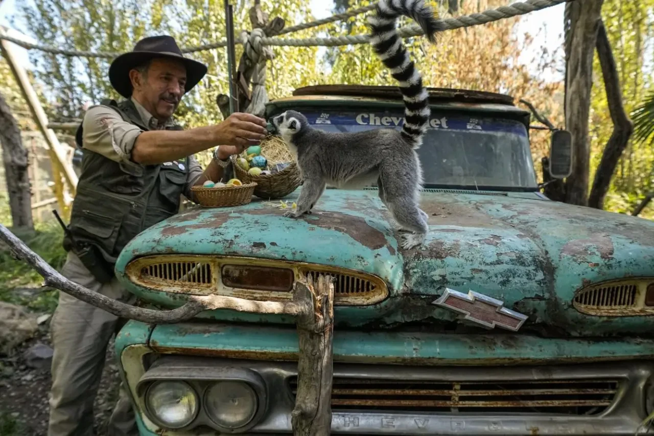 Şili Santiago Hayvanat Bahçesi'nde hayvanların da paskalya kutlaması vardı! 4
