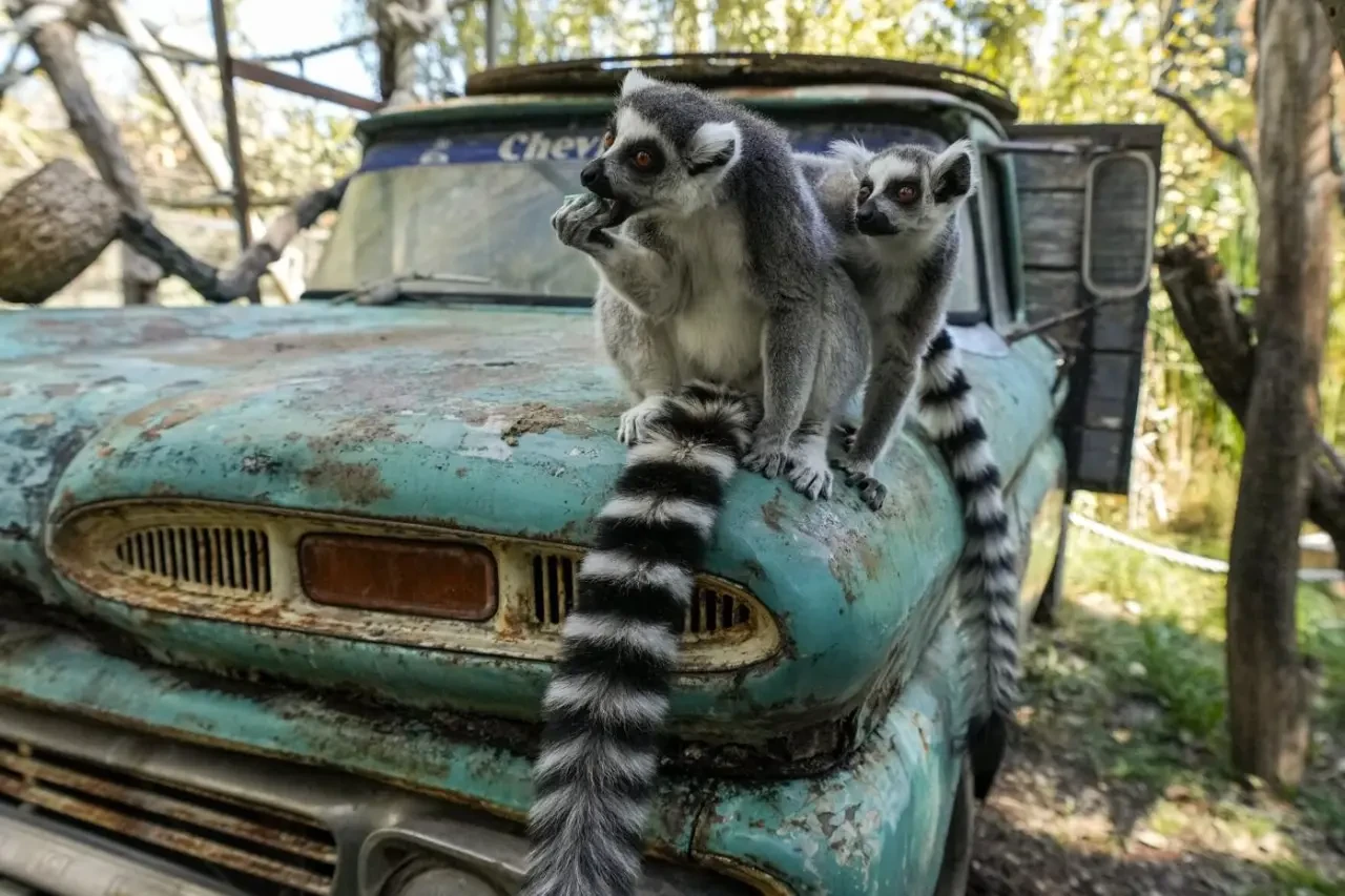 Şili Santiago Hayvanat Bahçesi'nde hayvanların da paskalya kutlaması vardı! 7