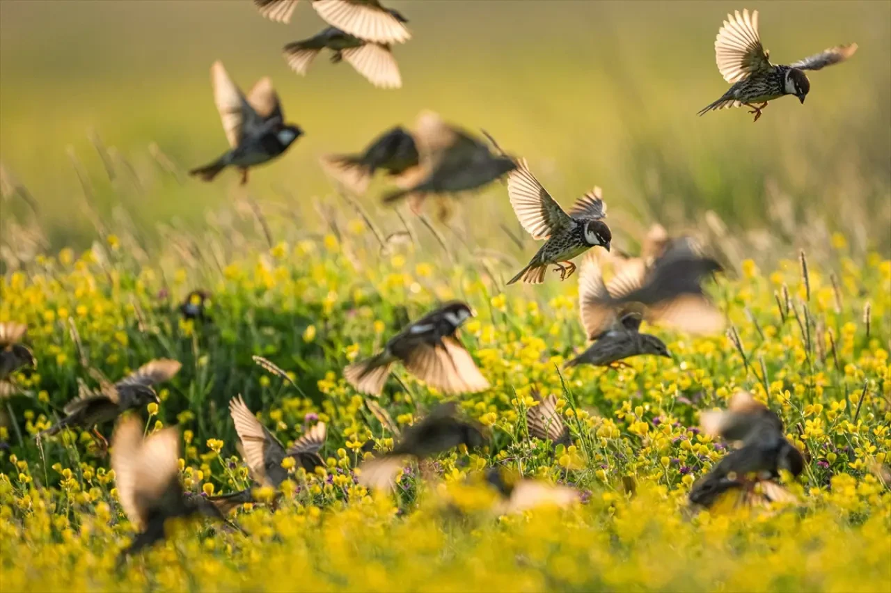 Söğüt serçeleri doğayla bir bütün haline geldi 9