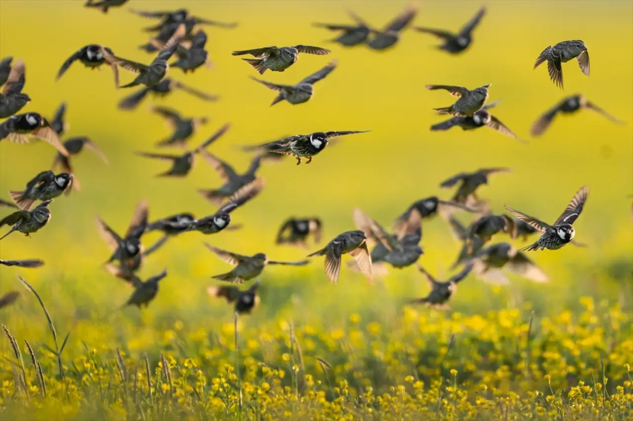 Söğüt serçeleri doğayla bir bütün haline geldi 7
