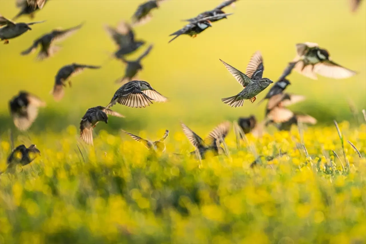 Söğüt serçeleri doğayla bir bütün haline geldi 8