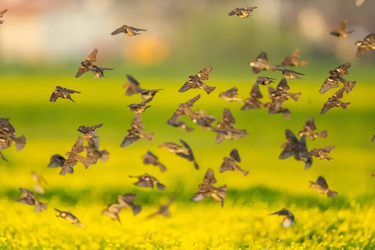 Söğüt serçeleri doğayla bir bütün haline geldi 6