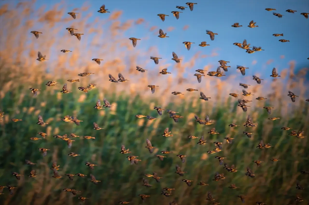 Söğüt serçeleri doğayla bir bütün haline geldi 4