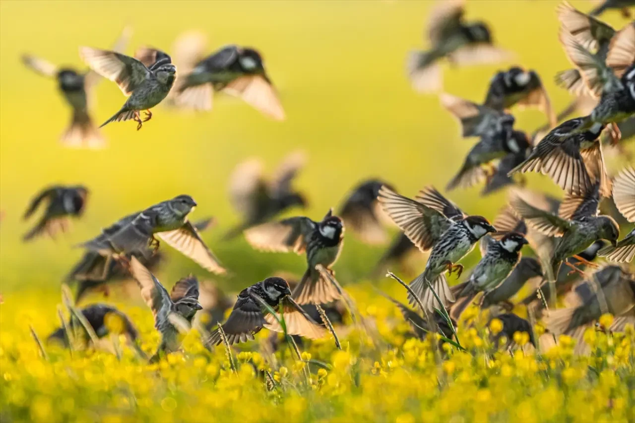 Söğüt serçeleri doğayla bir bütün haline geldi 2