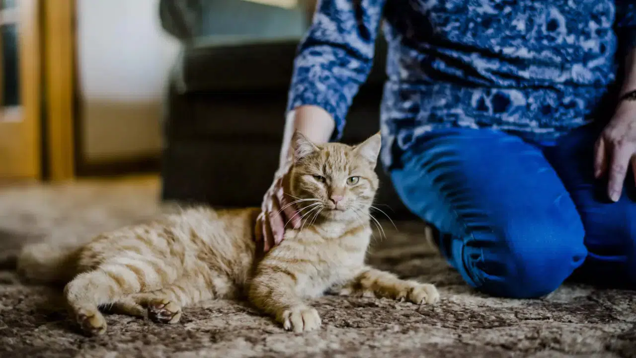 Kediniz sizi seviyor ya da sevmiyor olabilir, ama kokunuzu muhakkak tanıyor! 3