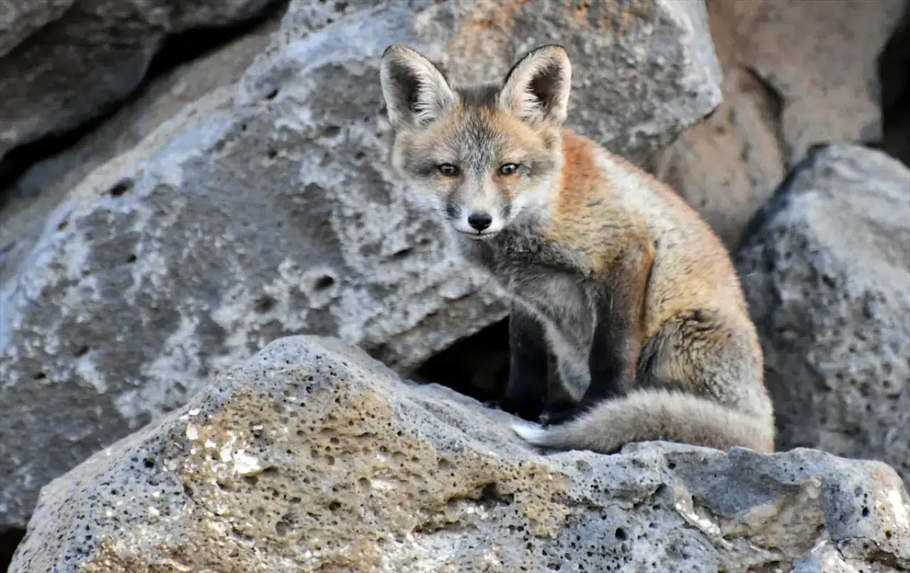 Doğaseverler, Kars'ta yuvalarından çıkan yavru kızıl tilkileri beslediler 10