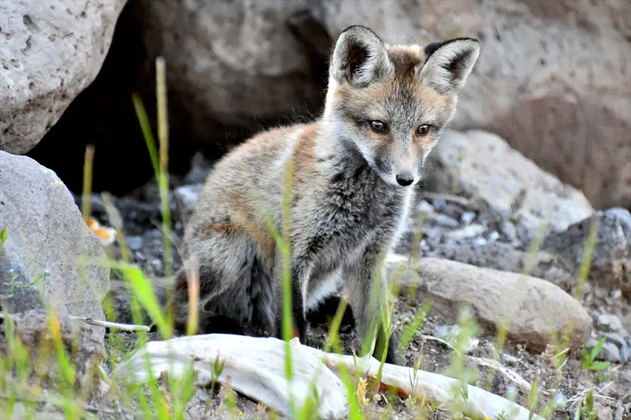 Doğaseverler, Kars'ta yuvalarından çıkan yavru kızıl tilkileri beslediler 9