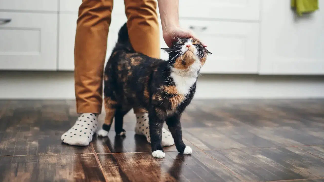 Kediniz sizi seviyor ya da sevmiyor olabilir, ama kokunuzu muhakkak tanıyor! 9