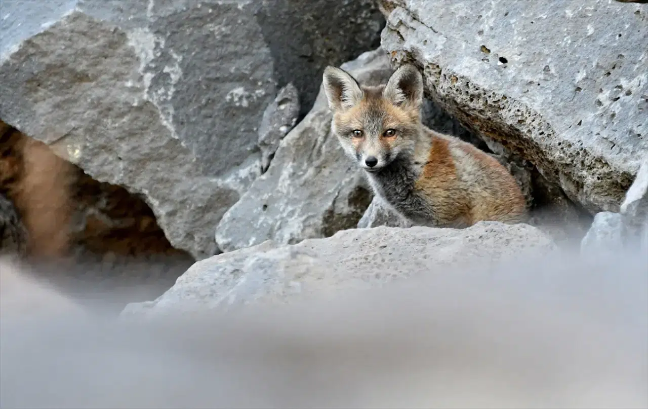 Doğaseverler, Kars'ta yuvalarından çıkan yavru kızıl tilkileri beslediler 12