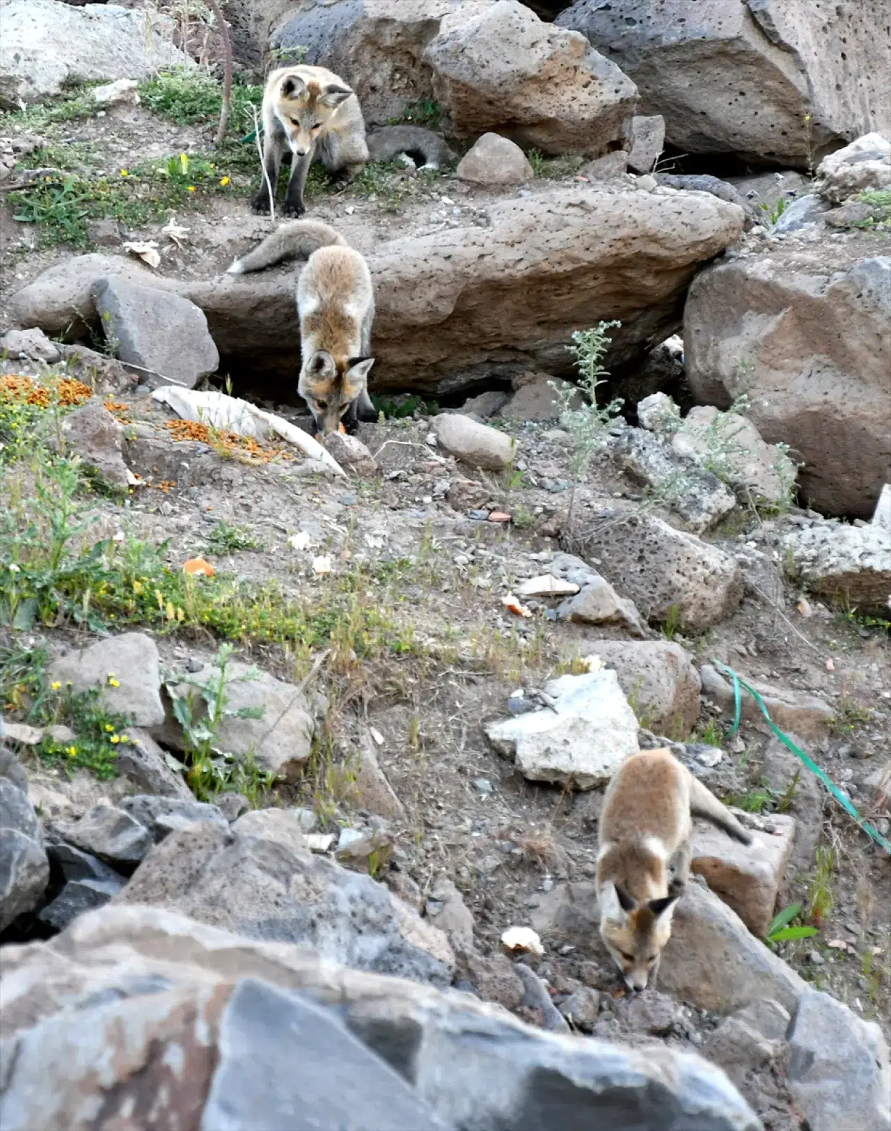 Doğaseverler, Kars'ta yuvalarından çıkan yavru kızıl tilkileri beslediler 7