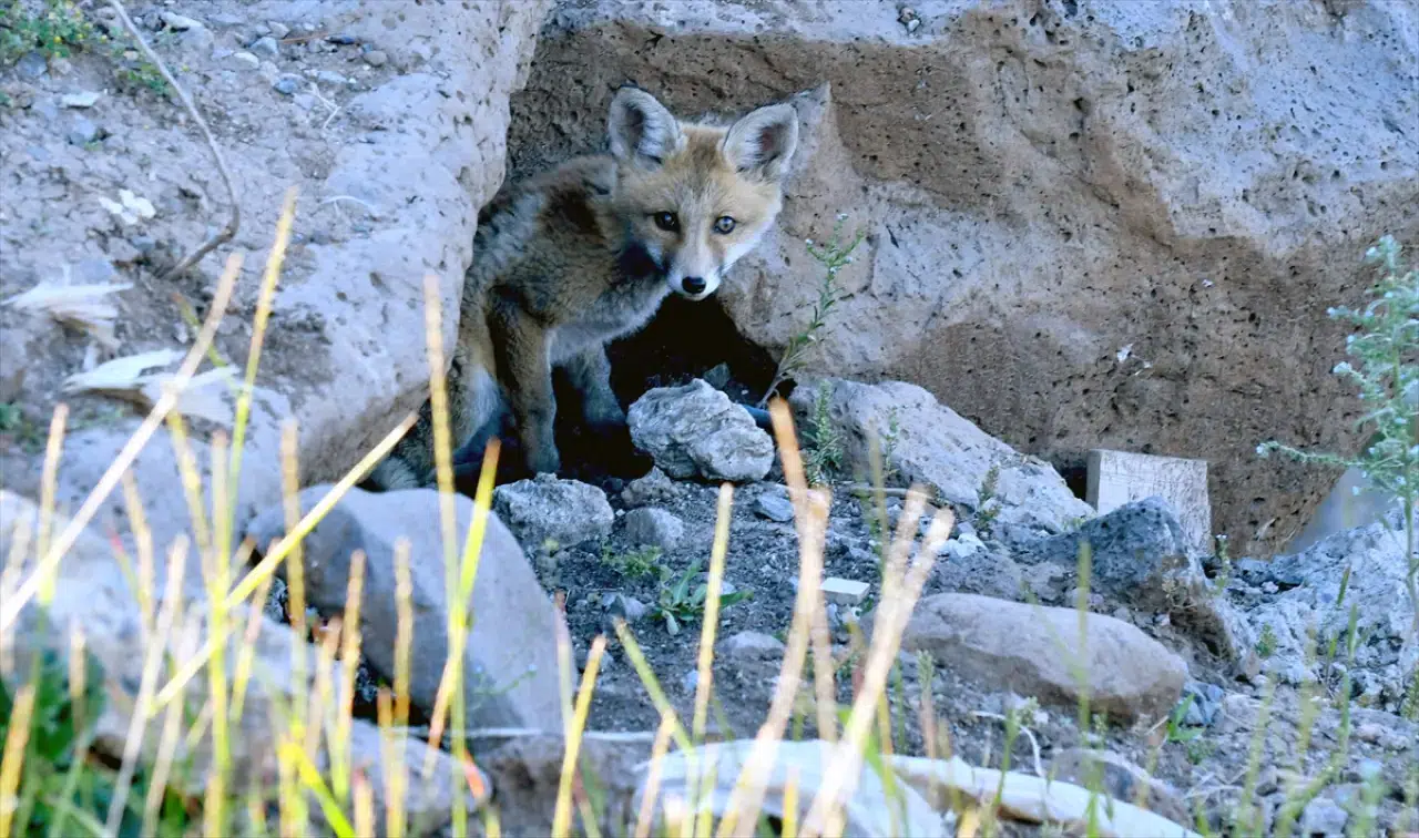 Doğaseverler, Kars'ta yuvalarından çıkan yavru kızıl tilkileri beslediler 4